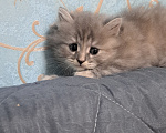 Кошки в Ярославле: Кошечка дымчатая Девочка, 1 000 руб. - фото 4
