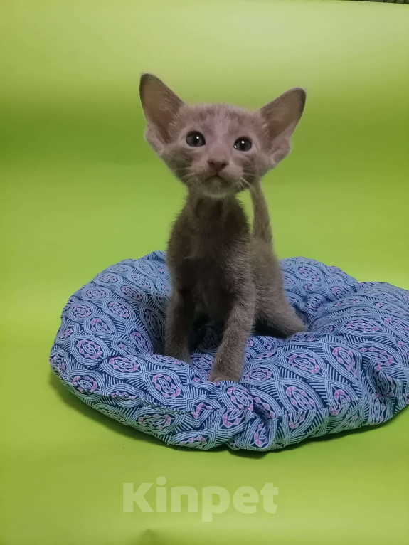 Кошки в Новосибирске: Петерболд Вариетта Мальчик, 50 000 руб. - фото 3