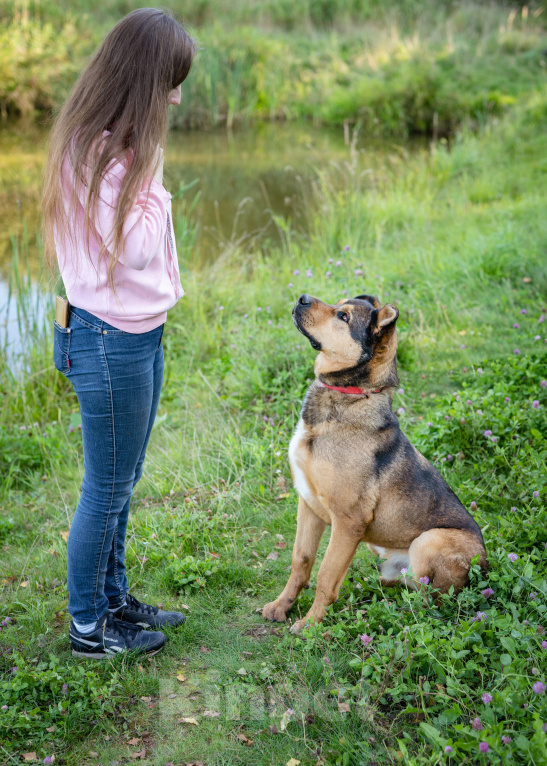 Собаки в Москве: Бывшедомашний пёс в приюте в поисках новой семьи Мальчик, Бесплатно - фото 6