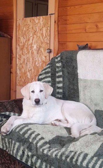 Собаки в Клине: Отличный компаньон Девочка, Бесплатно - фото 3