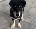 Собаки в Красногорске: Малышка Люси ждет хозяина  Девочка, 55 руб. - фото 4