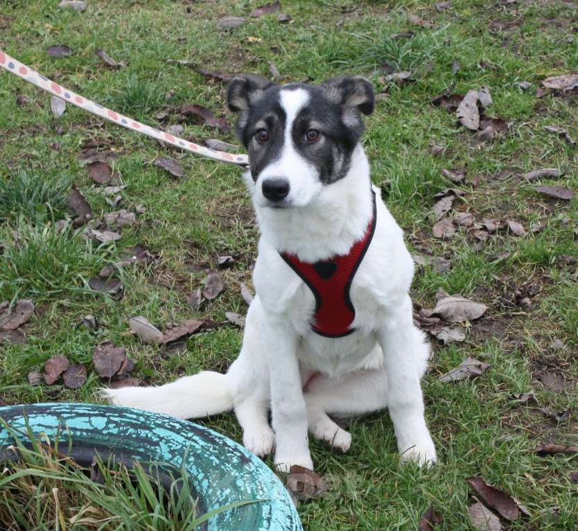 Собаки в Москве: Ласковая, добрая щеночек Панда в поисках своей родной семьи  Девочка, Бесплатно - фото 5