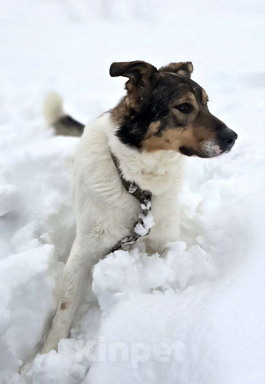 Собаки в Королеве: Жерар – пёс тонкой душевной организации. Мальчик, Бесплатно - фото 9