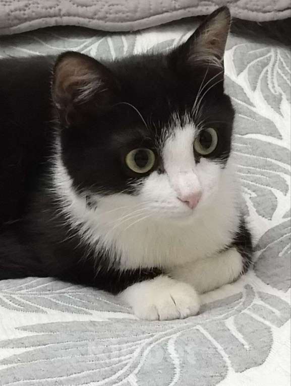 Кошки в Москве: Касатка молодая кошечка в добрые руки Девочка, Бесплатно - фото 1