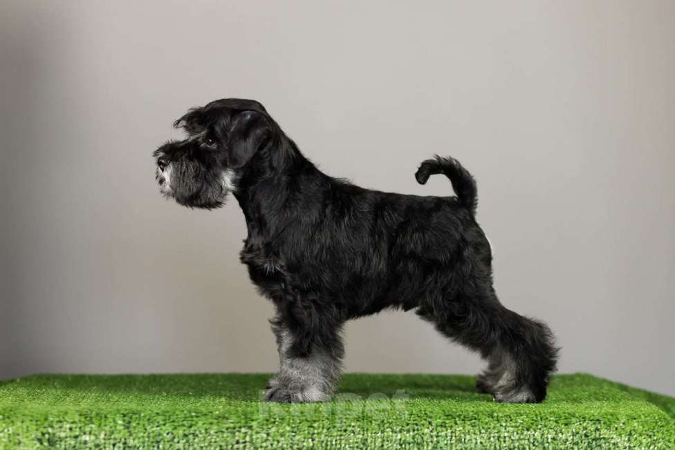 Собаки в Нижнем Новгороде: Продаются щенки цвергшнауцера черный с серебром  Мальчик, 55 000 руб. - фото 4