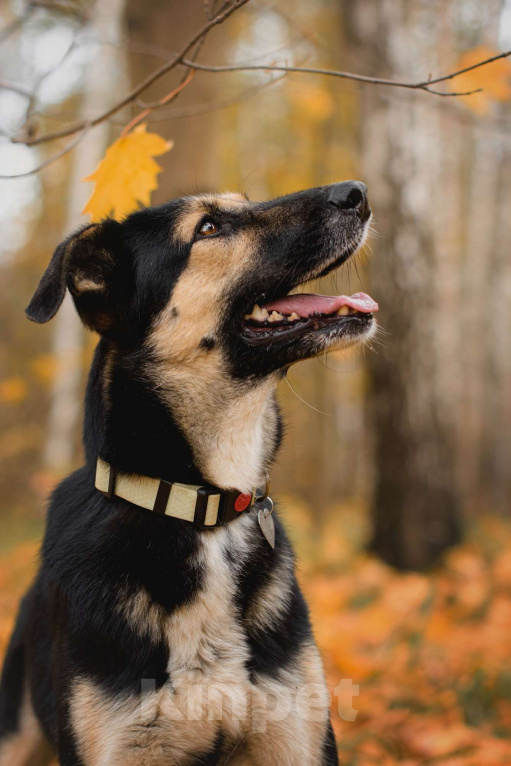 Собаки в Москве: Трогательная милашка Шаби в поиске любящих родителей! Девочка, Бесплатно - фото 8