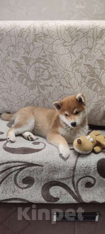 Собаки в Стерлитамаке: Щенки сиба-ину Девочка, 40 000 руб. - фото 1