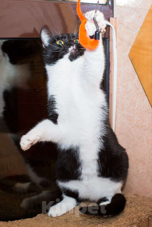 Кошки в Москве: Не пугайте кошек Девочка, Бесплатно - фото 4