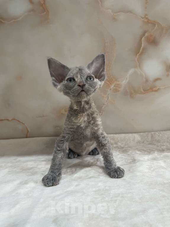 Кошки в Москве: Котенок Девон Рекс голубая крем черепаха Девочка, 80 000 руб. - фото 4