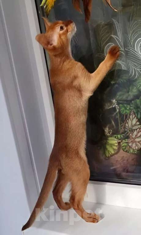 Кошки в Нижнем Новгороде: Абиссинская принцесса Девочка, Бесплатно - фото 2