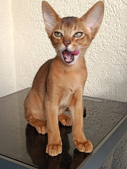 Абиссинские котята