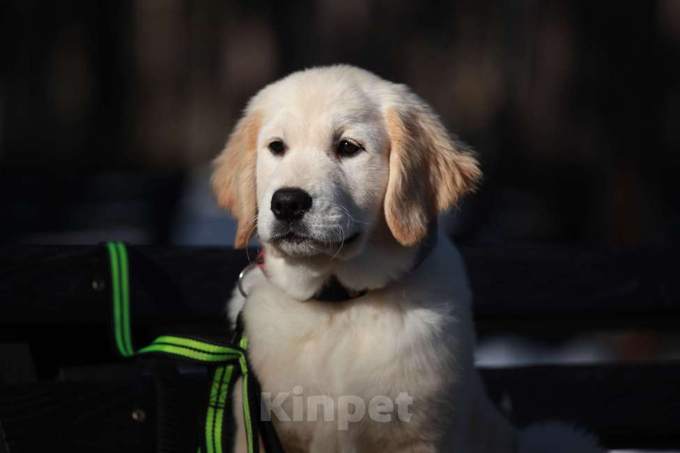 Собаки в Москве: Золотистый ретривер  Девочка, 90 000 руб. - фото 7