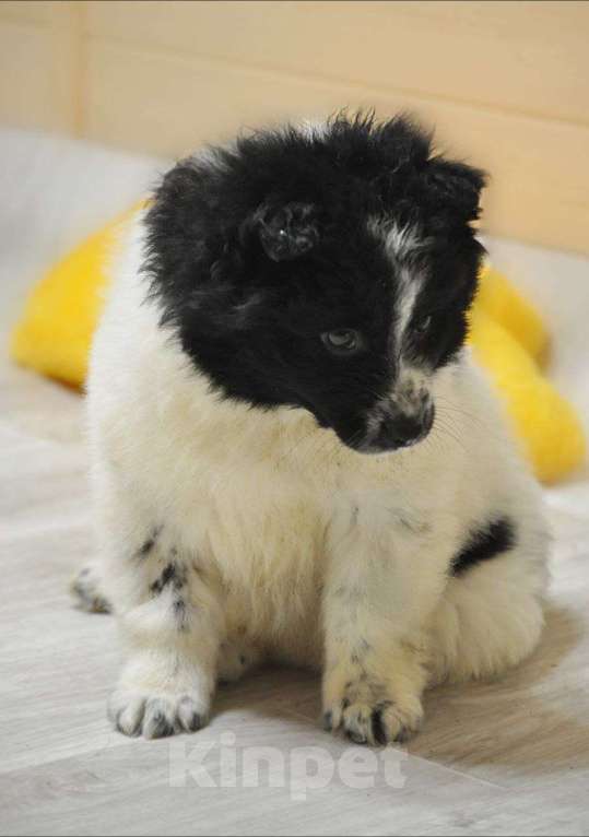 Собаки в Лосином-Петровском: Сандра,якутенок ппбж Девочка, Бесплатно - фото 4