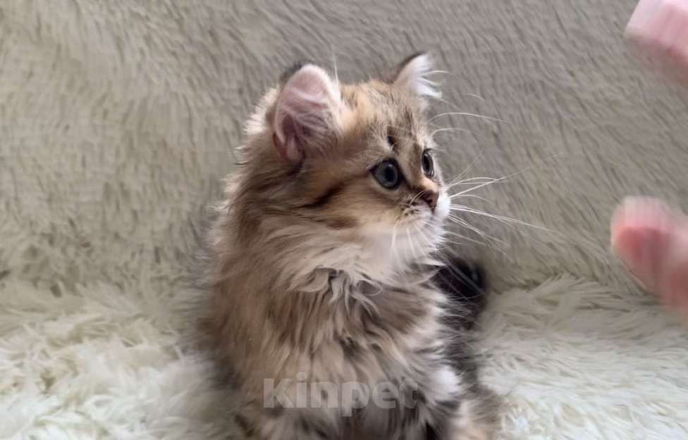 Кошки в Москве: Шотландская Highland stright Девочка, 38 000 руб. - фото 2