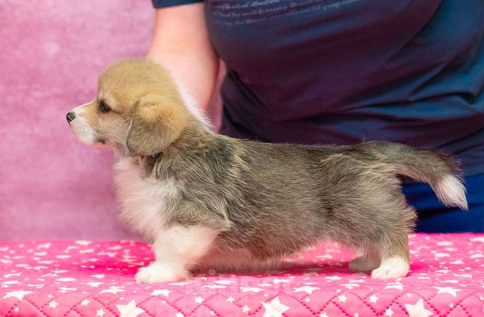 Собаки в Москве: Вельш корги пемброк Мальчик, 40 000 руб. - фото 4