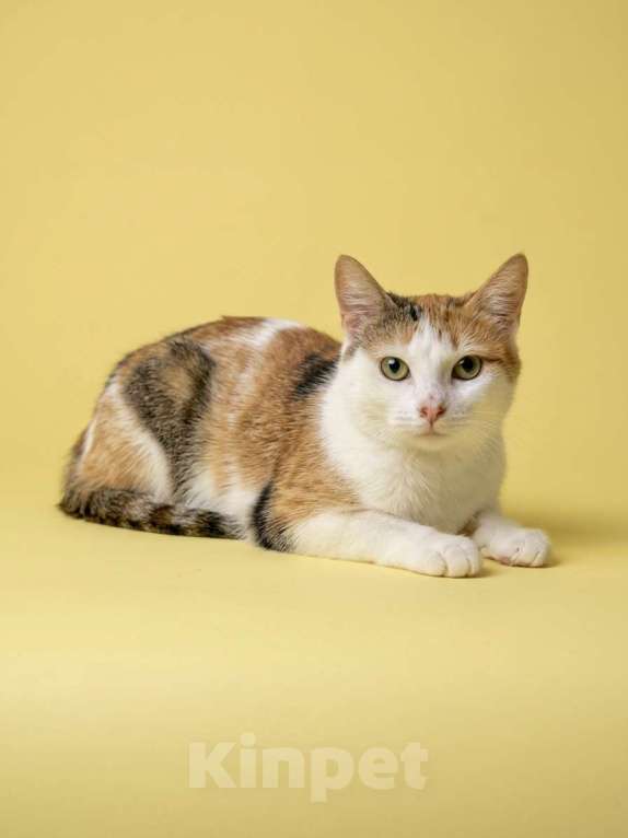 Кошки в Москве: Котенок 10 мес в добрые руки Девочка, Бесплатно - фото 1