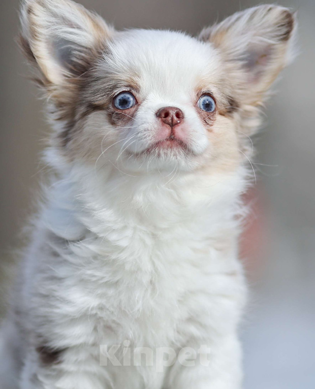 Собаки в Обнинске: Девочки чихуахуа меоле лиловая и шоколадная, голубые глаза Девочка, 60 000 руб. - фото 3
