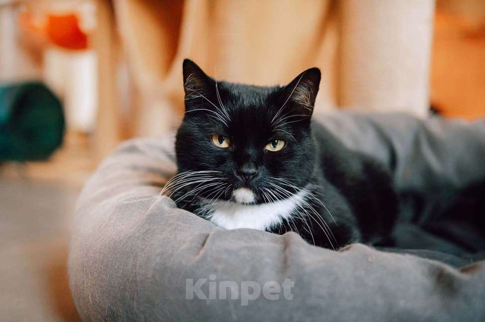 Кошки в других городах Московской области: Урфин ждем именно вас! Мальчик, Бесплатно - фото 1