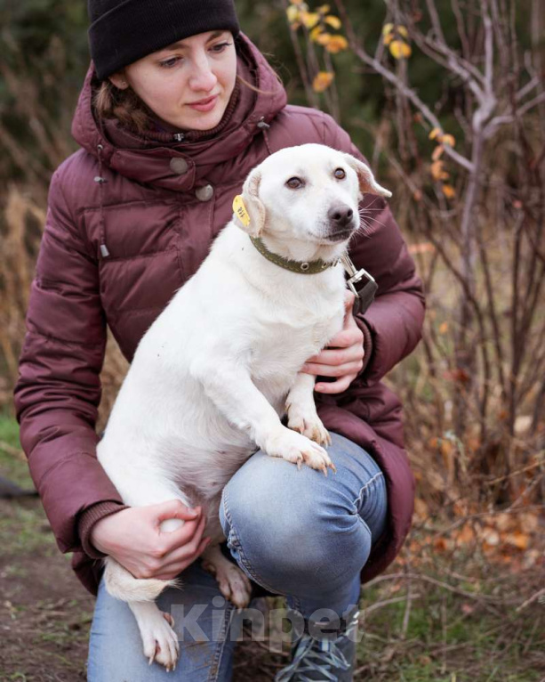 Собаки в Москве: Коротколапая, небольшая собачка ищет дом Девочка, Бесплатно - фото 7