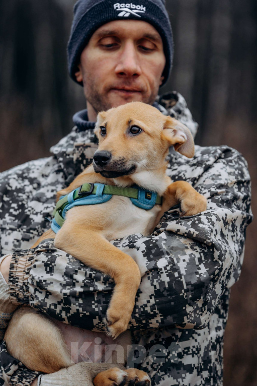 Собаки в Москве: Рыжий мальчишка в поисках дома Мальчик, Бесплатно - фото 8