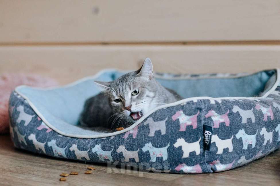 Кошки в Москве: Кошечка Моня ищет дом Девочка, Бесплатно - фото 4