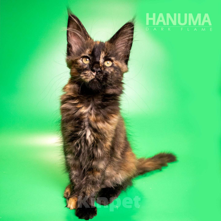 Кошки в других городах Воронежской области: Hanuma Dark Flame Девочка, Бесплатно - фото 4