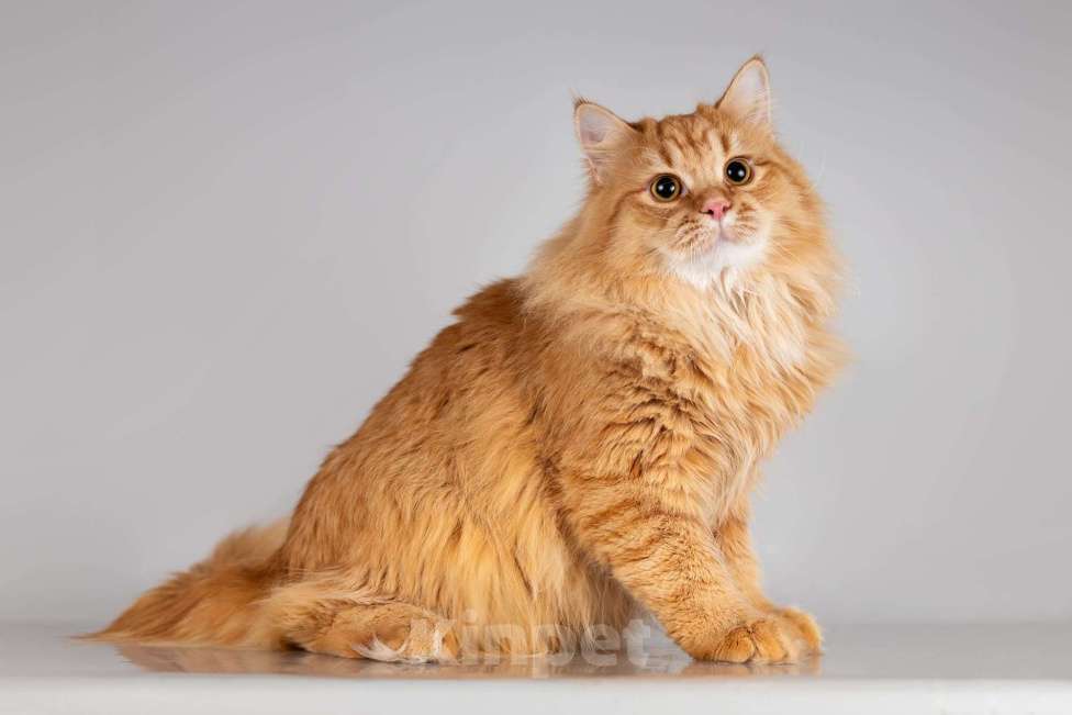 Кошки в Москве: Очаровательный рыжий котик Лютик ищет дом Мальчик, Бесплатно - фото 5