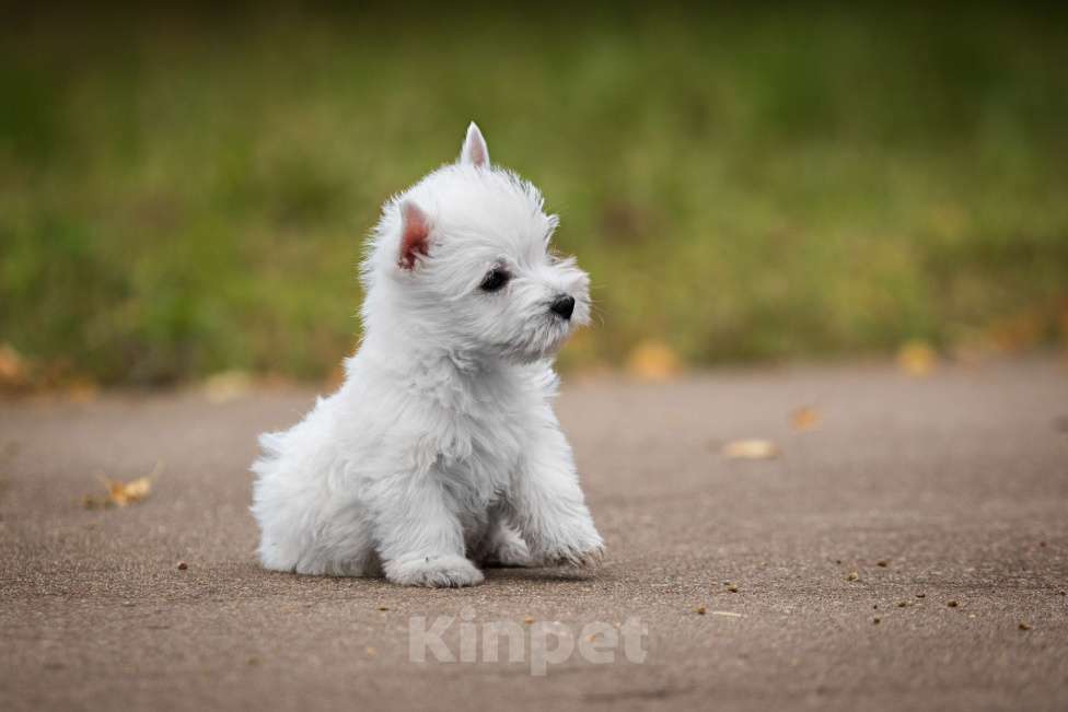 Собаки в Москве: Харизматичные  щенки вестики Мальчик, Бесплатно - фото 3