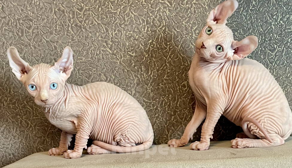 Кошки в Москве: Котики эльфята белые Мальчик, 25 000 руб. - фото 2