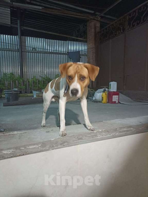 Собаки в Ростове-на-Дону: Найдена собака! Мальчик, Бесплатно - фото 3