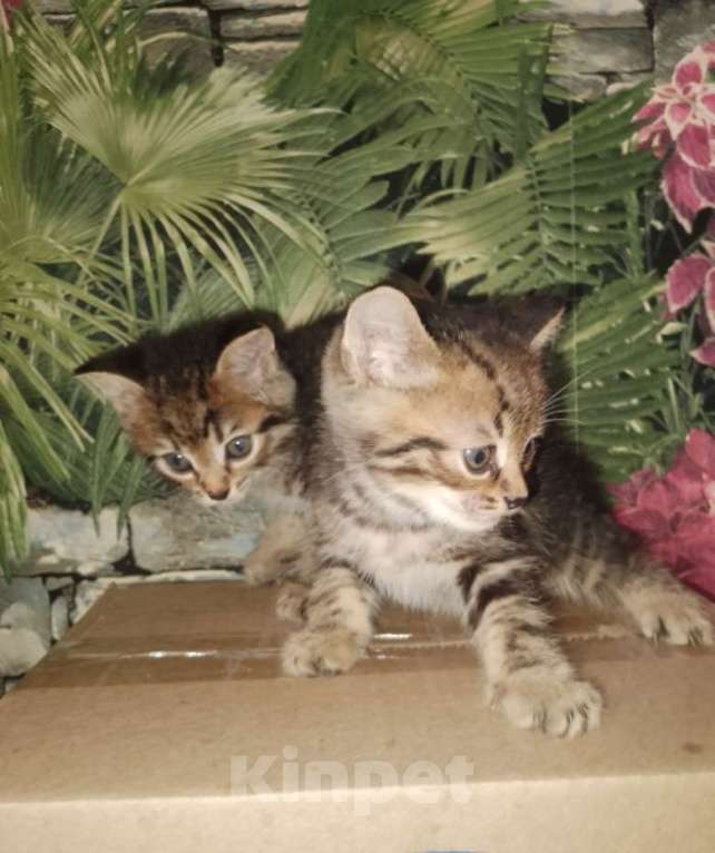 Кошки в Москве: Котята в добрые руки Мальчик, Бесплатно - фото 2