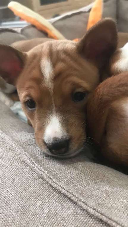 Собаки в Санкт-Петербурге: Щенки басенджи Мальчик, 75 000 руб. - фото 4