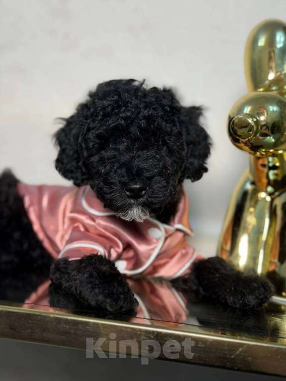 Собаки в Красногорске: Мальтипу девочка Девочка, 60 000 руб. - фото 3