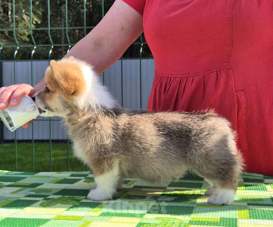Собаки в других городах Ленинградской области: Лучший щенок вельш корги пемброк. Мальчик Мальчик, 90 000 руб. - фото 2