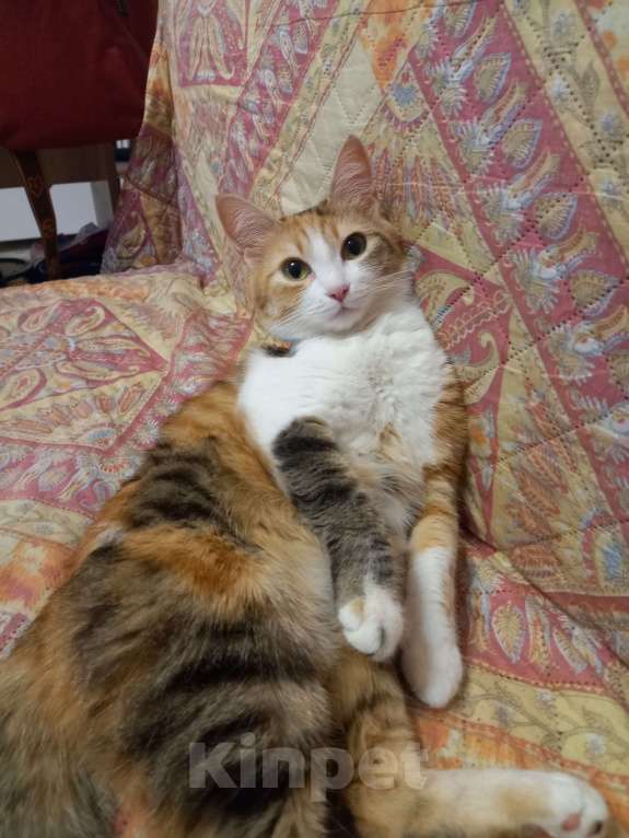 Кошки в Томске: Потерялось кошка.  Девочка, Бесплатно - фото 3