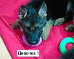 Собаки в других городах Московской области: Щенки немецкой овчарки Девочка, 15 000 руб. - фото 2