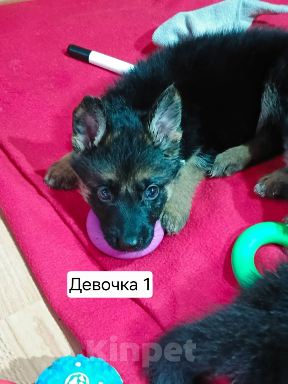 Собаки в других городах Московской области: Щенки немецкой овчарки Девочка, 15 000 руб. - фото 2