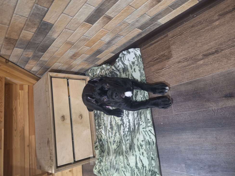 Собаки в других городах Ленинградской области: Щенок Мальчик, 60 000 руб. - фото 3