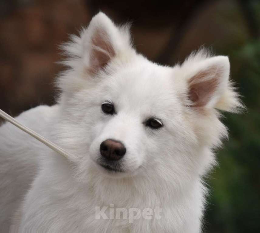 Собаки в Москве: Ненецкая оленегонная лайка, кобель Амур. Мальчик, 60 000 руб. - фото 4