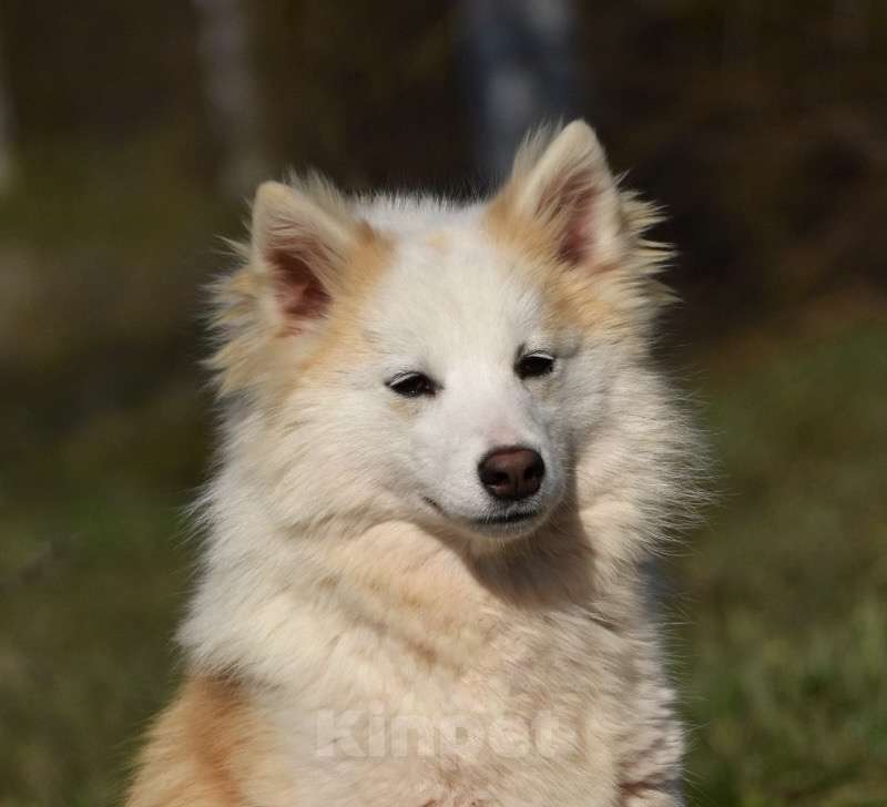 Собаки в Москве: Ненецкая оленегонная лайка, сука Ариша. Девочка, 60 000 руб. - фото 9
