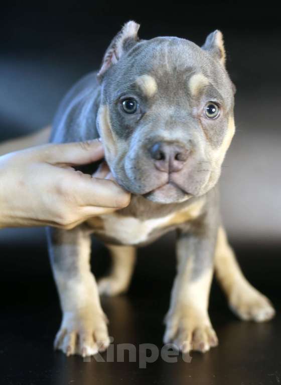 Собаки в Всеволожске: ММ ДАВИД КЬЯНТИ Мальчик, Бесплатно - фото 9