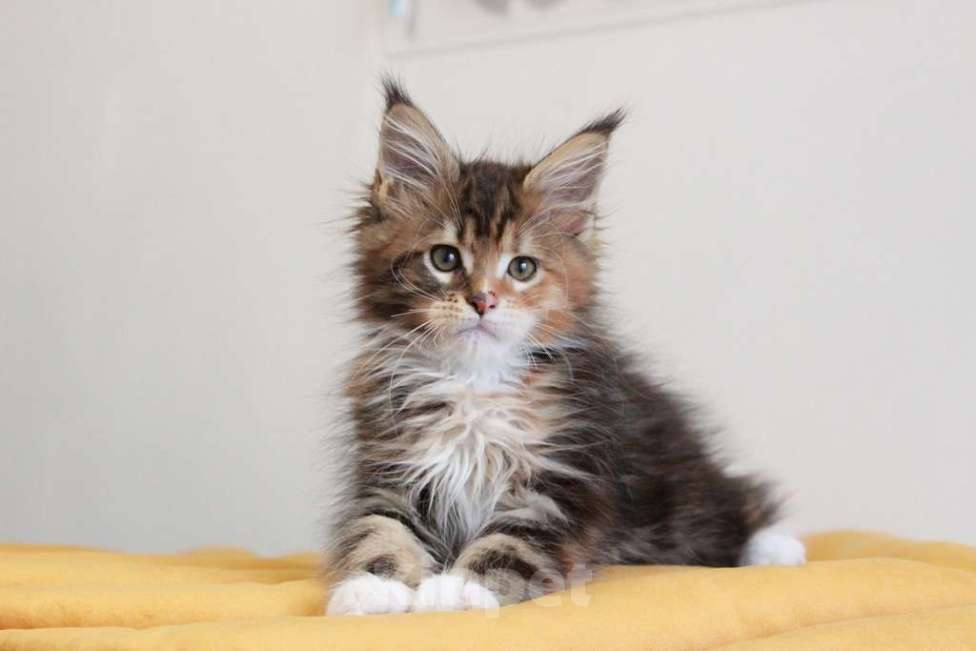 Кошки в Екатеринбурге: У всех хорошие, а у нас - лучшие! Alika Девочка, 25 000 руб. - фото 3