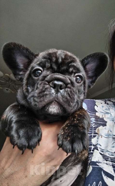 Собаки в Новосибирске: 1 Девочка, 50 000 руб. - фото 2