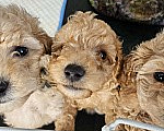 Собаки в других городах Красноярского края: Щенки миниатюрного пуделя 🐩 Девочка, 40 000 руб. - фото 2