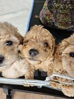 Собаки в других городах Красноярского края: Щенки миниатюрного пуделя 🐩 Девочка, 40 000 руб. - фото 2