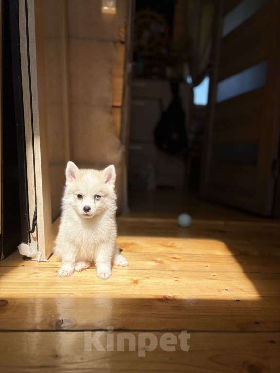 Собаки в Балашихе: Помски мальчик Брюс, великолепный малыш.  Мальчик, 60 000 руб. - фото 5
