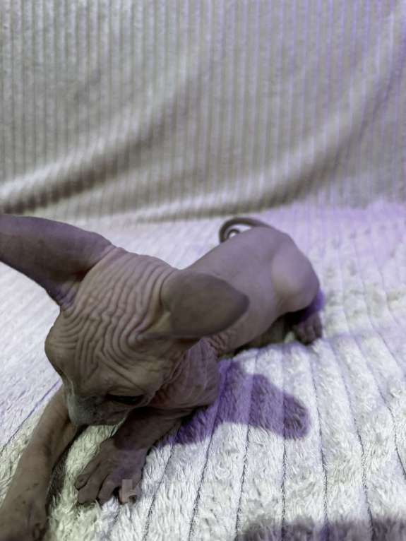 Кошки в других городах Московской области: Канадский сфинкс котенок мальчик Мальчик, 25 000 руб. - фото 5