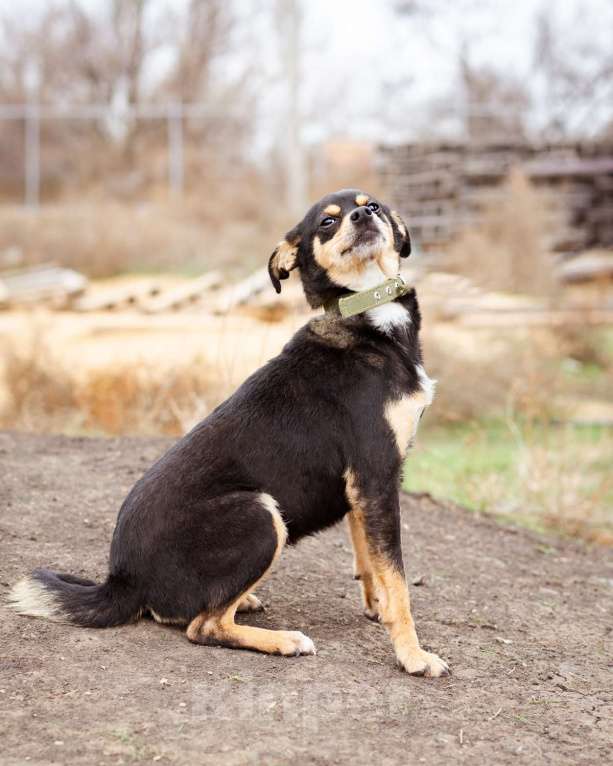 Собаки в Москве: Маленькая собачка из приюта ищет дом Девочка, Бесплатно - фото 8