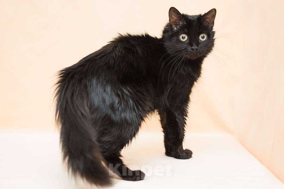 Кошки в Москве: Лекси ищет дом Девочка, Бесплатно - фото 3