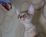 Кошки в Ливны: Котята Девон Рекс элитные, 20 000 руб. - фото 6